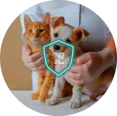 All about Pet Insurance Growth in 2025