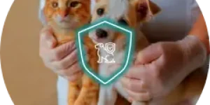 pet insurance, insurance for pets, insurance policies, policywings
