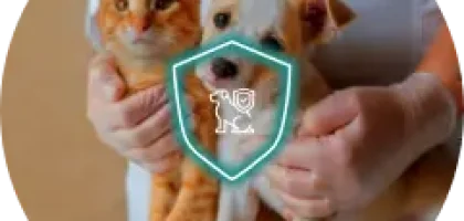 pet insurance, insurance for pets, insurance policies, policywings